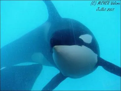 Comment s'appelle cette orque ?