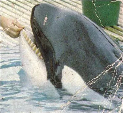 Comment s'appelle cette orque ?