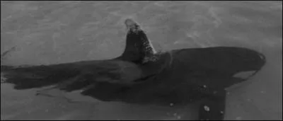 Comment s'appelle cette orque ?