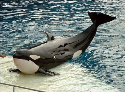 Comment s'appelle cette orque ?