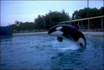 Comment s'appelle cette orque ?