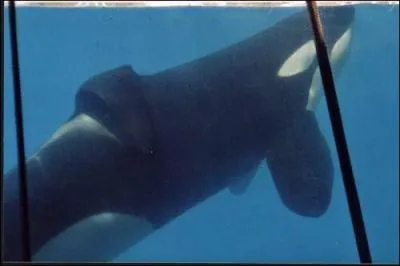 Comment s'appelle cette orque ?