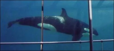 Comment s'appelle cette orque ?