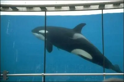 Comment s'appelle cette orque ?