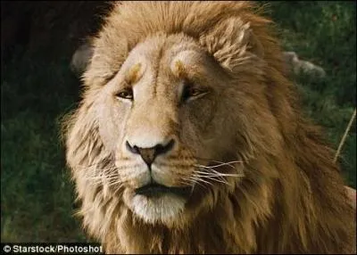 Comment s'appelle ce lion ?