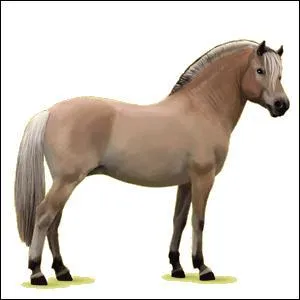 Quelle est cette race ?