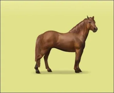 Quelle est cette race de poney ?