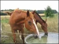 Un cheval boit en moyenne :