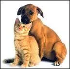 Quel animal peut guider une personne aveugle ?