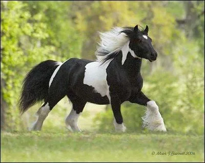 De quelle race est-il ?