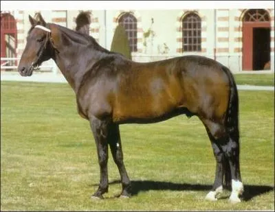 De quelle race est-il ?