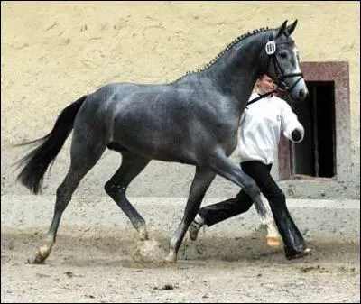 Et celui-ci, de quelle race est-il ?