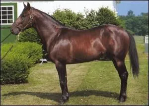 De quelle race est-il ?