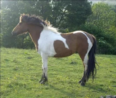 Et celui-ci, de quelle race est-il ?