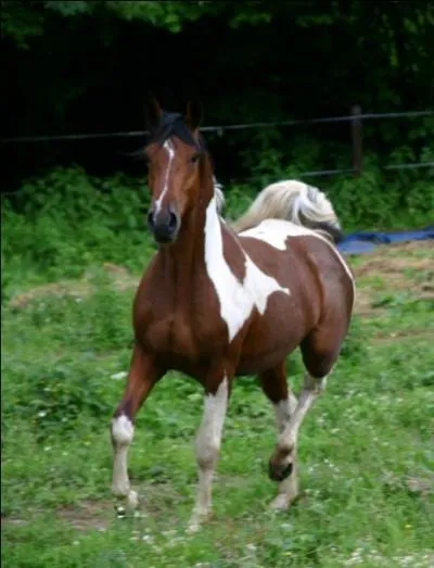 De quelle race est-il ?