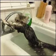 Citez-moi le fameux proverbe qui pourrait définir la photo ci-contre :