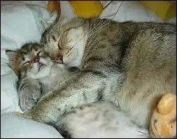 En moyenne, combien d'heures un chat dort-il par jour ?