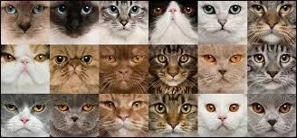 Combien existe-t-il de races distinctes de chats (environ) ?