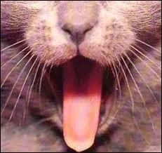 Parmi ces propositions, laquelle ne correspond pas à un aliment nommé "langue de chat" ?