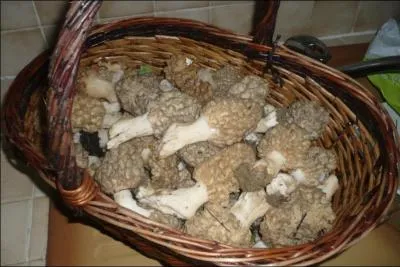 Hippophile connaît mes goûts, il a une idée inédite, il a profité du week-end du 11 novembre pour aller me cueillir un énorme panier de champignons qu'il a fait sécher afin qu'ils se conservent !