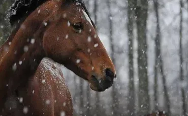 Quiz Galop 1