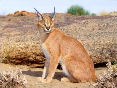 Également appelé lynx du désert ou lynx de Perse, ce félin vit en Afrique et en Asie. Il est plutôt nocturne et ses oreilles, caractéristiques de cette espèce, lui permettent de bien entendre. Il s'agit bien sûr de quel félin ?