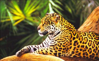 Ce grand félin vit plutôt en Amérique latine dans des forêt tropicales et aime nager. C'est un superprédateur qui possède une puissante mâchoire capable de percer des carapaces de reptiles et même le crâne de ses proies ! Quel est donc ce félin ?