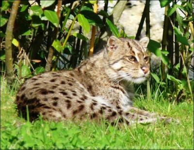 Un peu plus gros qu'un chat domestique, ce félin, vivant en Asie du Sud-Est, se nourrit plutôt de poissons et de crustacés. Il est considéré aujourd'hui comme une espèce en danger. C'est :