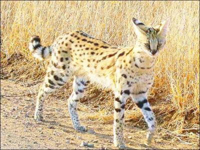 Vivant en Afrique, ce félin, de taille moyenne, est capable comme le chat domestique de ronronner, de miauler, de cracher et de grogner et son ancêtre est commun à celui du lion. De quel félin parle-t-on ?