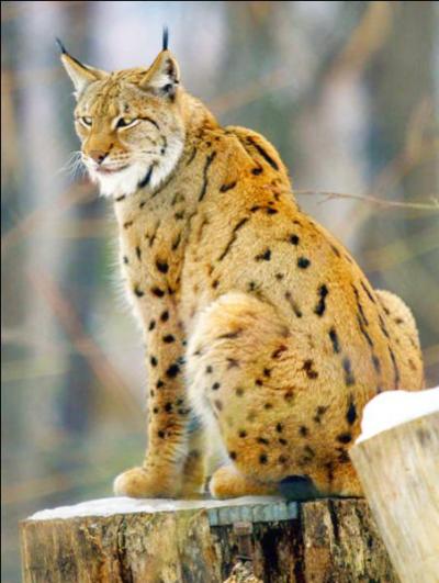 Aussi appelé lynx commun ou lynx d'Eurasie, ce félin est doté de longues pattes et d'une queue courte, et peut ainsi se déplacer facilement sur la neige. Avez-vous trouvé de quel félin il s'agit ?