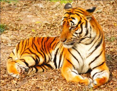 Vivant en Asie et étant un superprédateur, il est le plus grand des félins et est reconnaissable par ses rayures présentes sur toute sa fourrure. Vous l'avez reconnu, c'est :