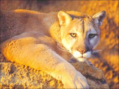Parfois appelé lion des montagnes, ce félin, vivant en Amérique, est caractérisé par une fourrure sans taches et une grande agilité. Quel est ce félin ?