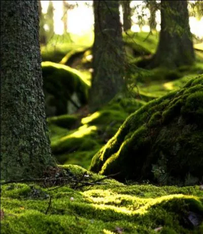 Tirer la couverture (foresti&egrave;re) > En France, elle est pass&eacute;e de 90 % (d&eacute;but de l'&egrave;re chr&eacute;tienne) &agrave; 15 % &agrave; la fin du 19e s. Aujourd'hui, elle est de...