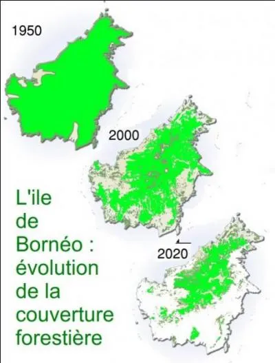 Casse-teck chinois > La coupe sauvage du teck est interdite dans certains pays. N�anmoins, gr�ce au trafic ill�gal, il g�n�re 300 millions de $/an en/au...
