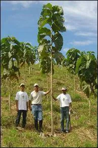 Sp�culation > Vous pouvez acqu�rir une parcelle de terrain plant�e de jeunes tecks et en tirer les b�n�fices d'exploitation au bout de 20 ans. Dans quel pays ?