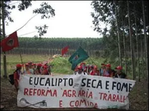 Reboisement > En Espagne (et au Portugal), le reboisement se poursuit de mani&egrave;re significative. Que peut-on dire de l'eucalyptus (40 % des plantations) ?
