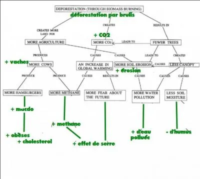 Solutions > Le boycott des essences tropicales semble �tre la seule solution...