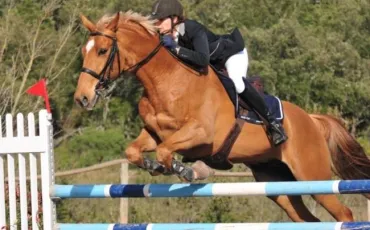 Quiz Galop 2