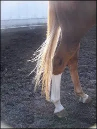 Quel est le nom prcis ces balzanes ?