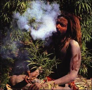 Quelle est cette drogue que le peuple scythe a introduite lors de ses migrations ?