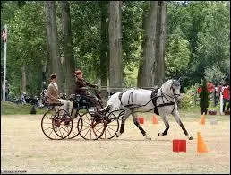 Quelles sont les trois épreuves d'examen en attelage ?