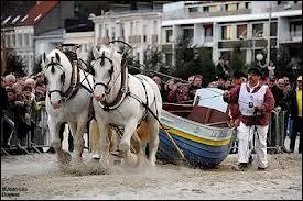 Seuls les chevaux de trait peuvent faire de l'attelage. Vrai ou faux ?