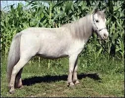 Quelle particularité a la race du dessus ?