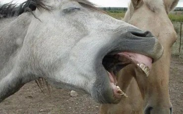 Quiz Galop 2