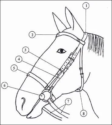 A quoi correspond le N°8 de l'image ?