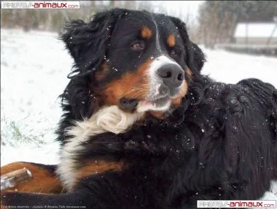 De quelle race est ce chien ?