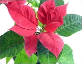 Quelle est cette plante appelée souvent "étoile de Noël ?