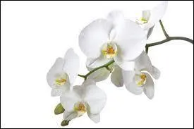 Cette très grande famille de plantes monocotylédones est composée de plus de 25 000 espèces ! Trouvez son nom.