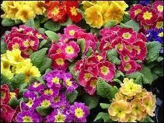 Trouvez le nom de cette fleur, ouverte dès le début du printemps.