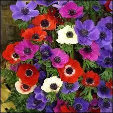 Cette fleur est étymologiquement surnommée "fille du vent", c'est...